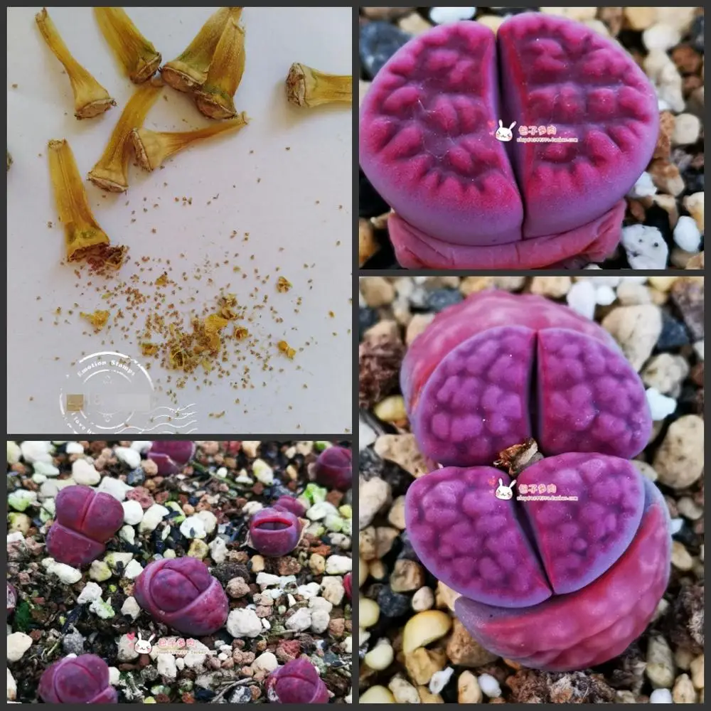

50pcs 100% Fresh Real Lithops Aizoaceae Pseudotruncatella succulent Semillas ~ living stones colorful faces sementes