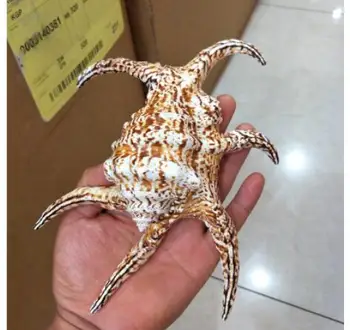 

18-20cm natural shell hexagonal spiral shell decorative gift hexagonal samples snail wanbao snail Home