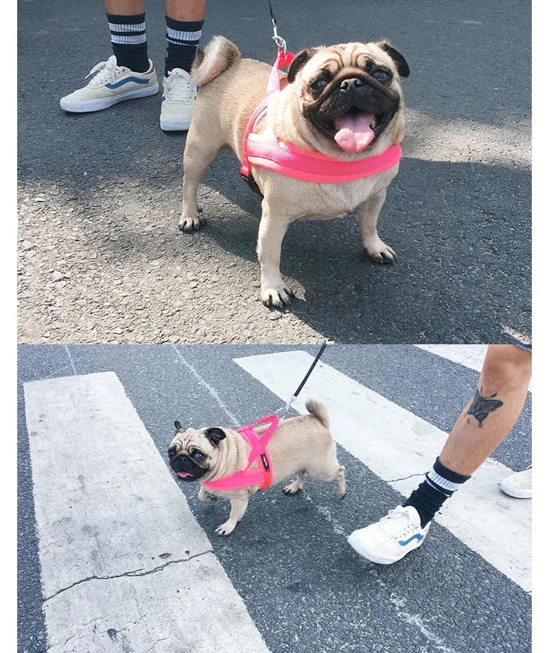 8 dog harness and leash set 