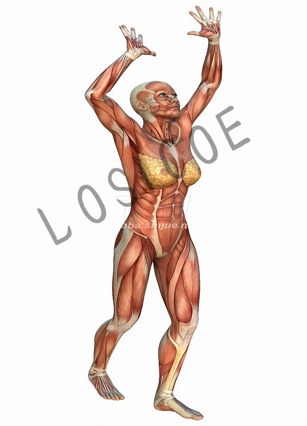Human Muscle System Medicine Posters Retro Kraft Paper HD 3D Inkjet Printing Painting Wall Sticker Hospital Clinic Room Decor E | Дом и сад