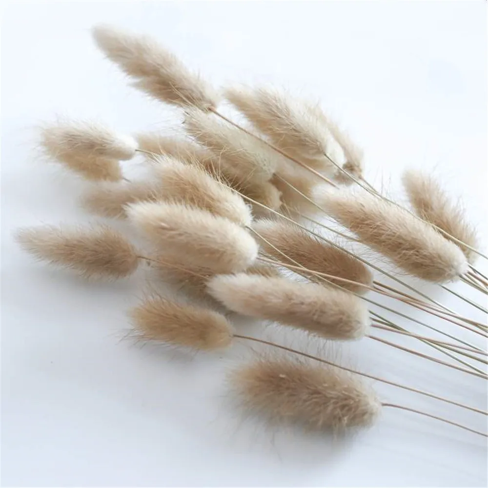 50Pcs/lot Natural Dried Flowers Lagurus Ovatus raw color Rabbit Tail Grass Bunch Real Flower