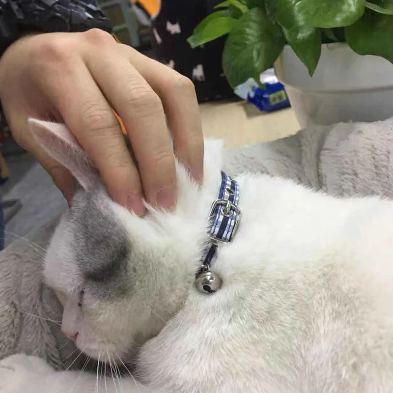 cat collar (10)