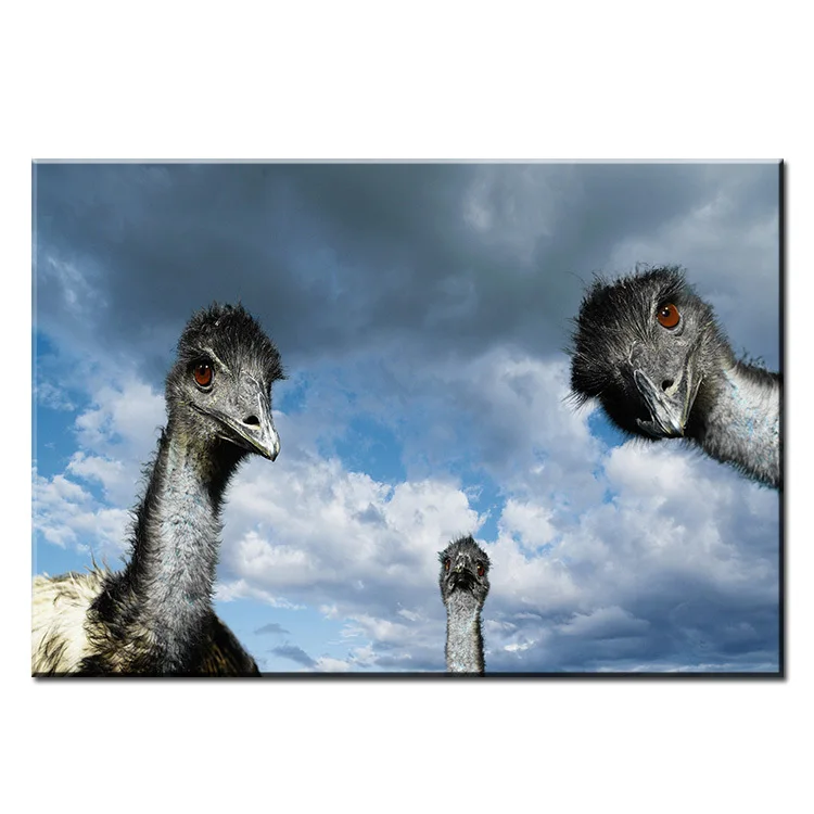 Dp Artisan Ostrich Wall Painting Print On Canvas For Home Decor Oil Painting Arts No Framed Dp Artisan Ostrich Wall Painting Print On Canvas For Home Decor Oil Painting Arts No Framed