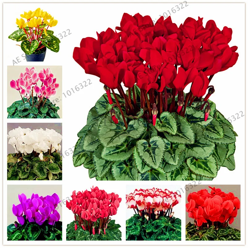 

100pcs/bag Cyclamen flower, beautiful bonsai flower flores for home garden plant pot Natural growth cyclamen plantas