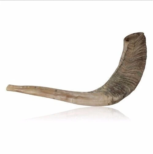 12" 14" Kosher Unpolished Horn Shofar Natural Jewish Judaism Instrument|horn mp3|horn audiohorn frames - AliExpress