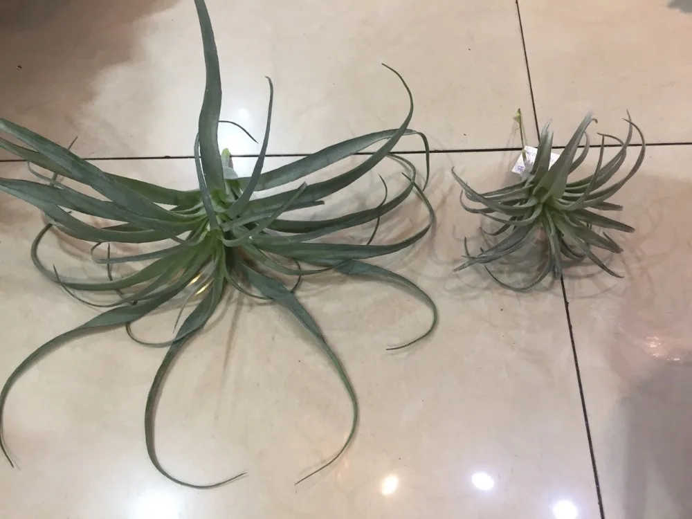 Новое поступление искусственное воздушное растение тилландсия искусственное растение суккулент лист ананаса