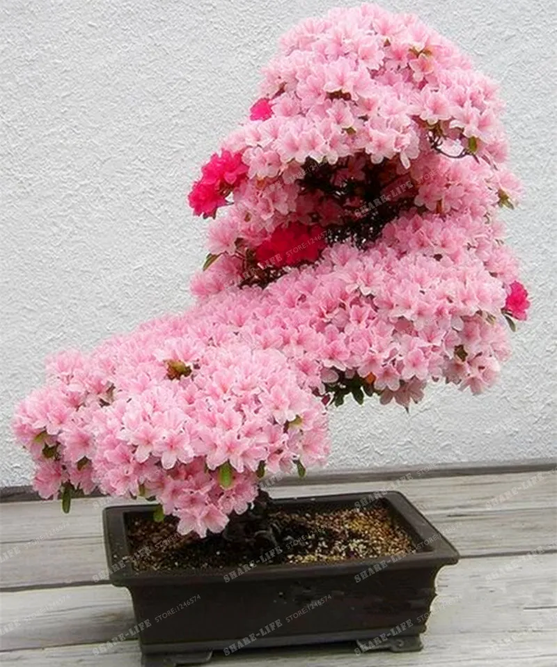 

10PCS Japanese Sakura Bonsai Rare Japanese Cherry Blossoms Flowers Bonsai in Bonsai DIY Home Garden Mini Bonsai