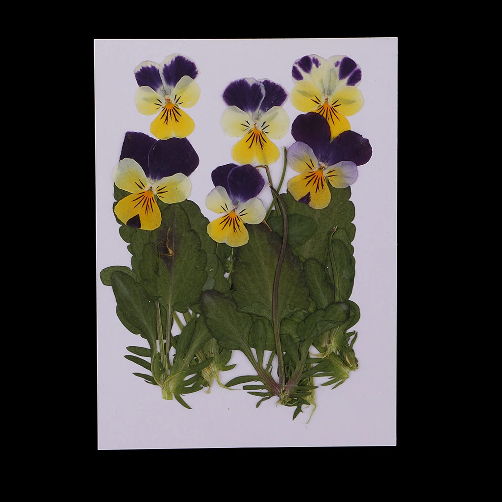 12x Pressed Dried Flower Pansy Flowers For Diy Scrapbooking Card