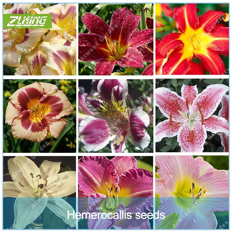 

ZLKING 100 Pcs / pack Hybrid Blumen Samen Hemerocallis Lily High Germination Rate Indoor Bonsai Home Garten Supplies