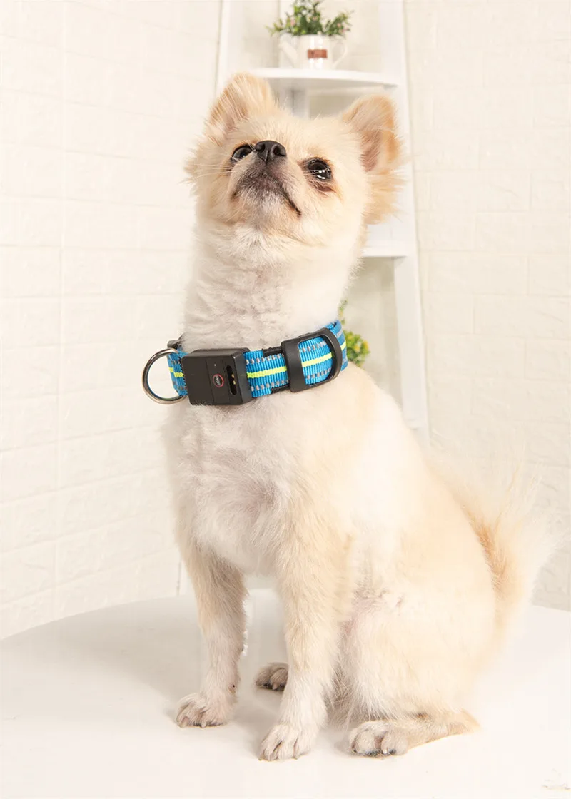 Dog Collar Luminous (18)