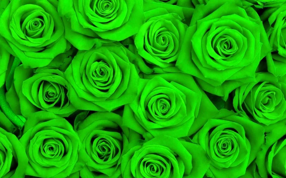 Compare Prices on Green Rose Wallpaper Online Shopping/Buy Low Price