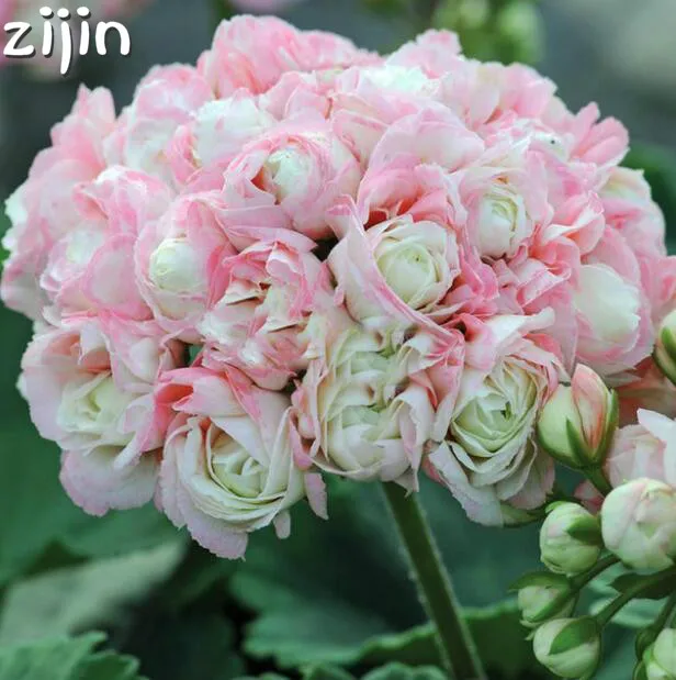 

20pca Rare Geranium Bonsai Apple Blossom Rosebud Pelargonium Potted Balcony Planting Seasons Pelargonium Potted Sprouting 95%