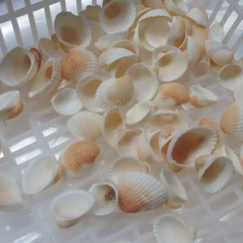 50 Pcs Natural conch shells mini conch corn screw wall decoration DIY