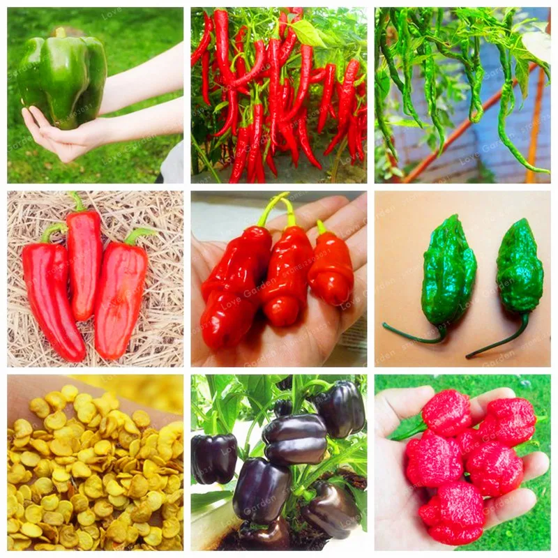 

Chilli Bonsai Vegetable Diy Potted Plants Indoor Outdoor Paprika For Home Garden Bonsai Germination Rate Of 95% 100 Pcs