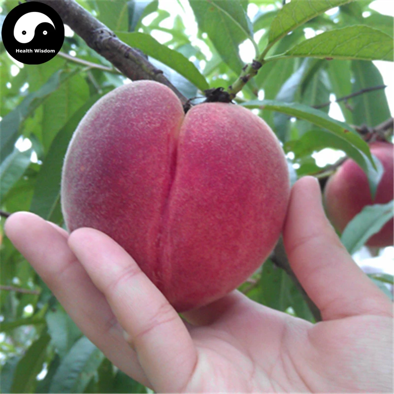 

Buy Peach Fruit Semente 5pcs Plant Prunus Persica Tree For Fruit Shui Mi Tao