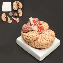 Человеческая жизнь размер Анатомия мозга модель медицинский набор 8 частей карман артерии головного мозга модель Анатомия 16,5x15x14,5 см