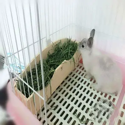 

Rabbit Chinchilla Guinea Pig Super Large Capacity Feed Box Wood Grass Stand grass frame