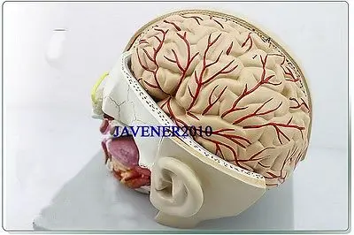 Анатомическая анатомическая голова человека череп мозг медицинская Комплексная модель