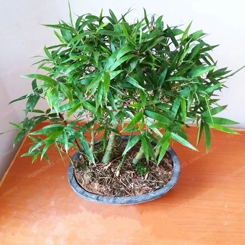 50Pcs/Bag Bambusa Ventricosa Bonsai Bamboo Hardy Clumping Type Garden