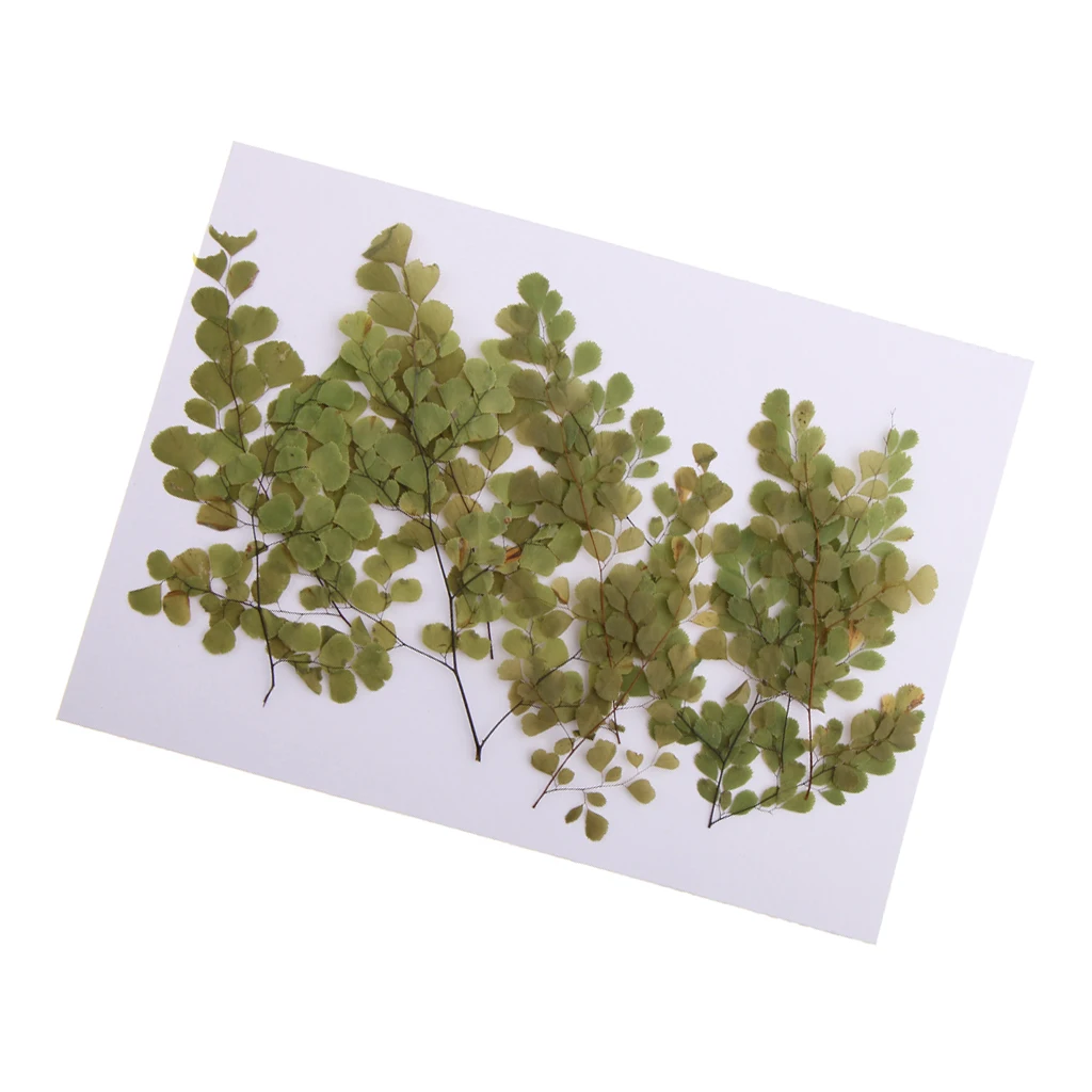 10 Pieces Natural Pressed Dried Flower Adiantum for DIY Arts Crafts Scrapbooking card making house decoration Dried Flowers