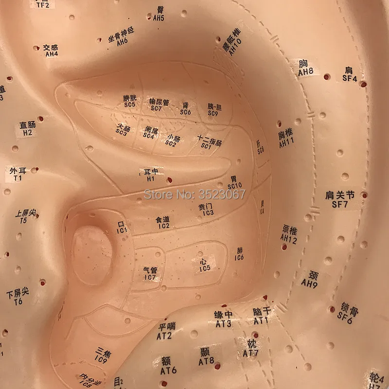 40 см модель уха акупунктуры человека рефлексотерапия акупунктурный пистолет медицинский Скелет травма Анатомия медицинские инструменты Refle