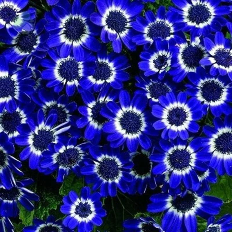 Aliexpress Free Shipping 50 Blue Daisy Cineraria Aliexpress Free Shipping 50 Blue Daisy Cineraria Easiest Growing Flower Hardy Plants Seeds Exotic Ornamental Flowers From Reliable