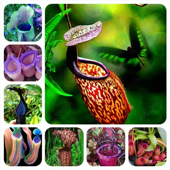 

50PCS Free shipping Apple Nepenthes Bonsai Multiple varieties of hybrid Bonsai plants home garden Flowers and herbs Carnivorous