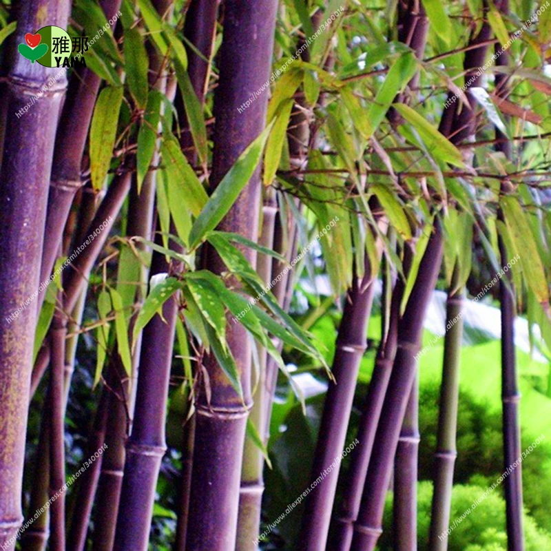 Buy Rare Purple Bamboo Seeds Lucky Bamboo Garden