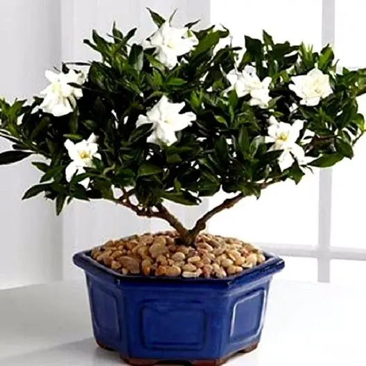 White Flowering House Plants online buy wholesale house plants white flowers from china house White Flowering House Plants online buy wholesale house plants white flowers from china house