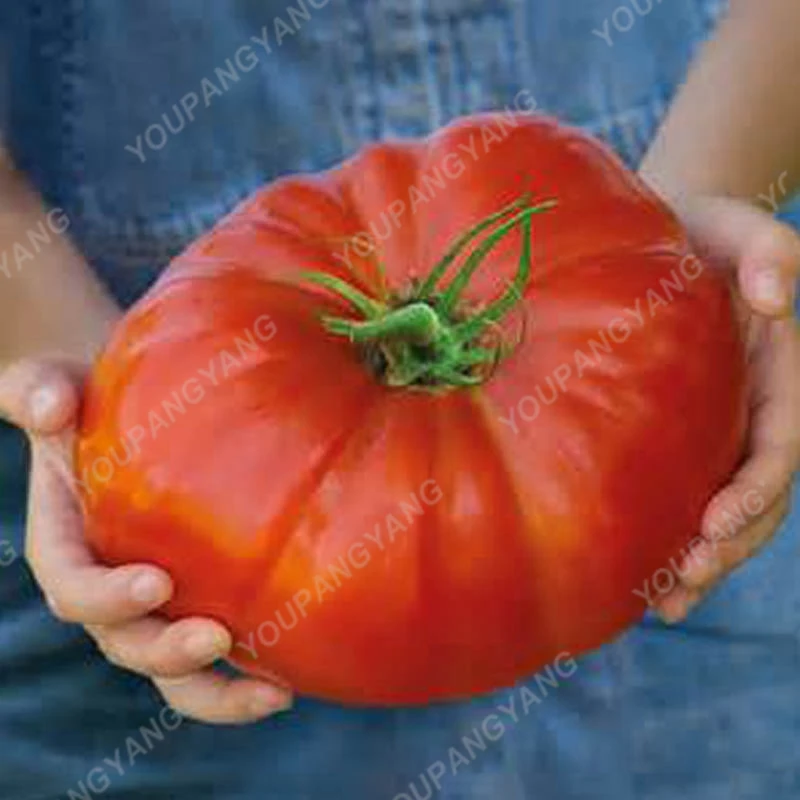 

200 Pcs/bag Beef Hybrid Giant Tomato Extra-meaty Extra-tasty Tomato Organic Food Vegetables Bonsai Pot Plants