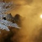 Cold feet leaves Poster Print (40 x 10)