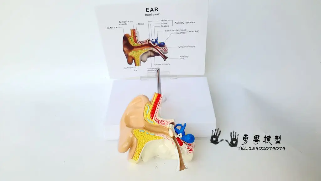 1:1 модель уха Ушная анатомическая модель структура уха Модель