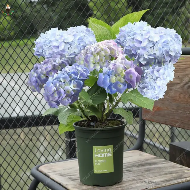 Free Shipping 30pcs Hydrangea Bonsai Hydrangea paniculata Vanilla