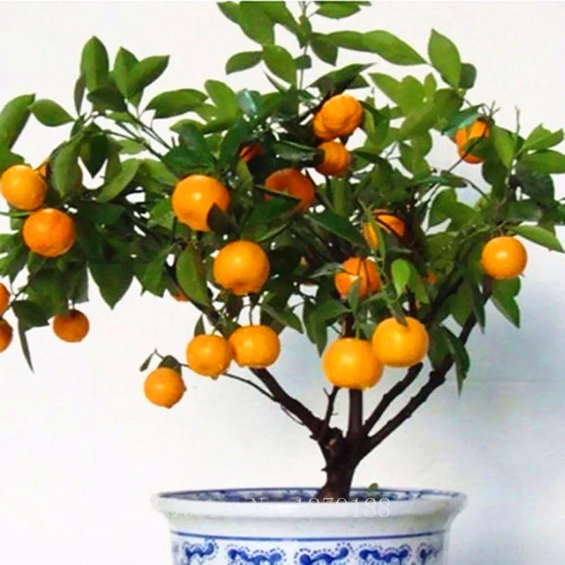30 Pcs Fruit Seeds Orange Tree Dwarf Washington Navel Grow 30 Pcs Fruit Seeds Orange Tree Dwarf Washington Navel Grow