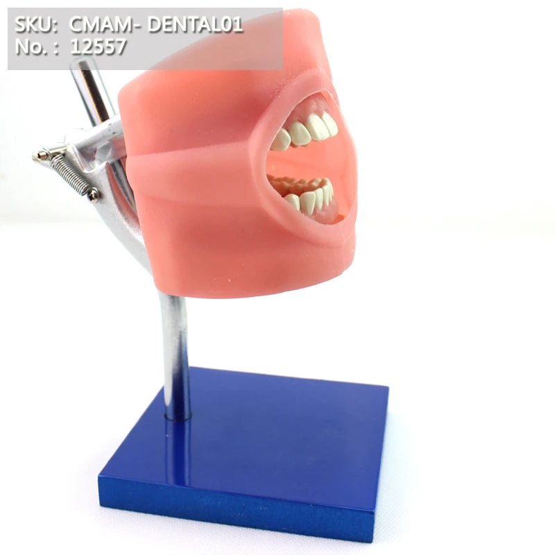 CMAM/12557 Dental-Phantom Head, Human Oral Dental Medical Teaching анатомическая модель