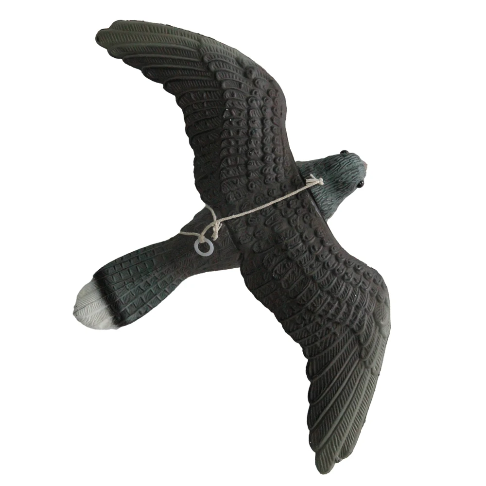 4400 Koleksi Gambar Burung Elang Terbang Bergerak Gratis