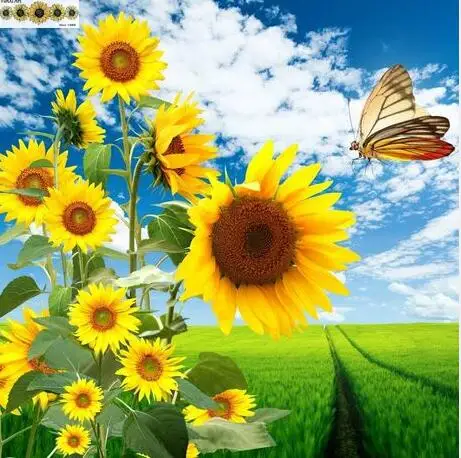 2017 new 5d a butterfly of sunflowers diy diamond painting diamond 2017 new 5d a butterfly of sunflowers diy diamond painting diamond