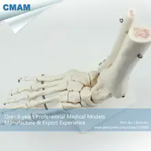 Лучшие 12347 CMAM-JOINT01 человеческой жизни-Размеры фут совместных Скелет АНАТОМИЯ МОДЕЛИ