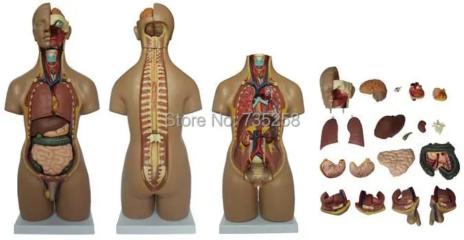 

55 cm Both Sexes 20 Torso Model,Human Torso Model