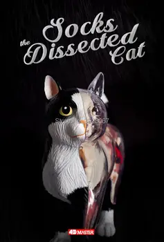 

4D master visionTHE DISSECTED CAT funny ANATOMY MODEL medical human skull skeleton anatomical model Science Educational Toys