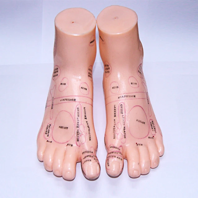 17cm Foot acupuncture model set foot acupuncture needle acupoint model foot acupuncture point