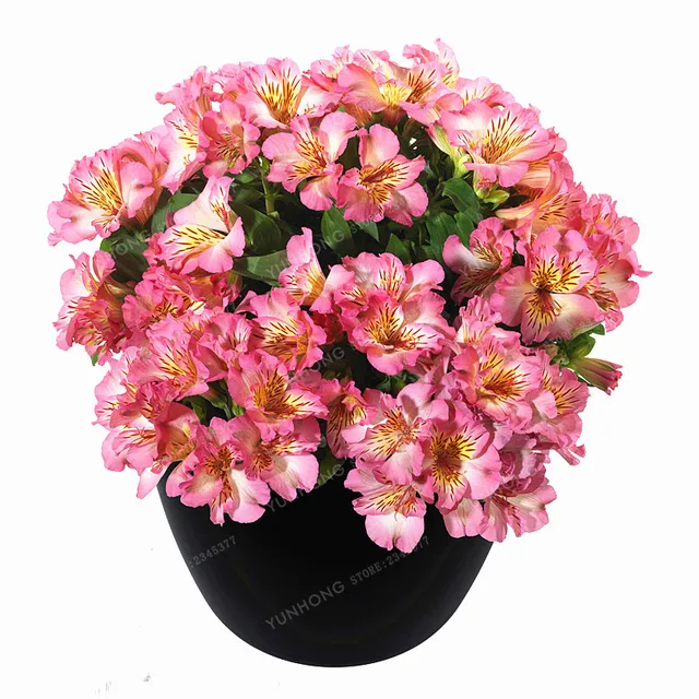 100 Pcs/Bag Alstroemeria Bonsai Peruvian Lily Alstroemeria