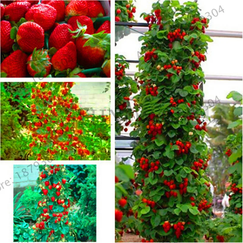 

Lowest Price!100 Climbing Red Strawberry bonsai very big and delicious ,Heirloom Vegetables and fruit garden creeper plant for h