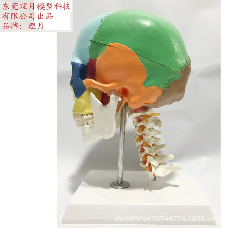 Цвет Череп с Tibial модели позвонков взрослых головы образец черепа спецодежда медицинская учебные пособия