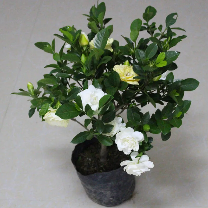 100 Pcsbag Rare Flower Gardenia Fragrant Indoor Desk Bonsai Evergreen