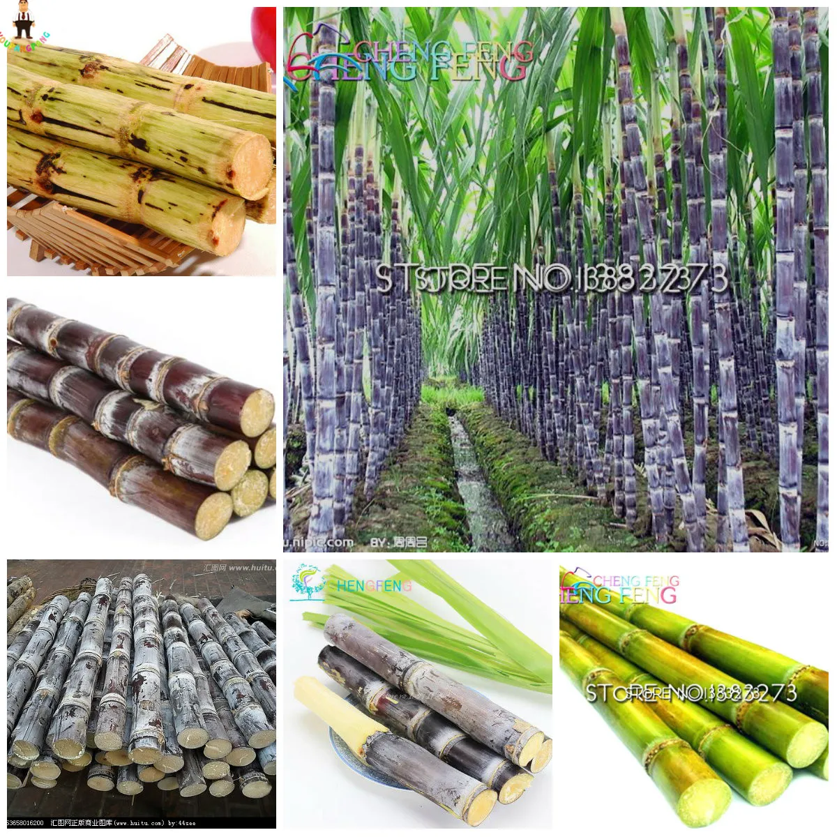 

100pcs Succulent sugar cane bonsai delicious Vegetable and fruits garden rich sugar plants for winter garden decoration in four