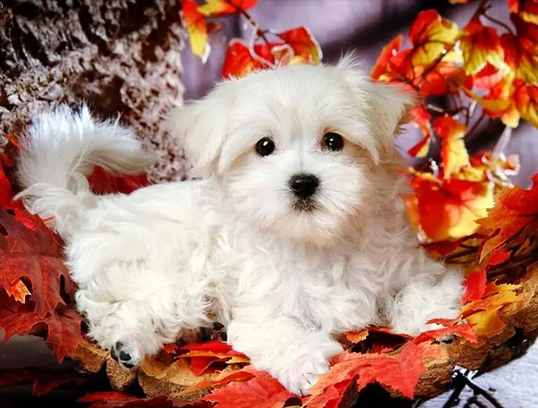 Malta dog,