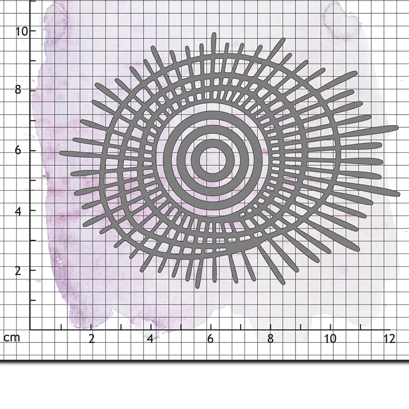10-rotin