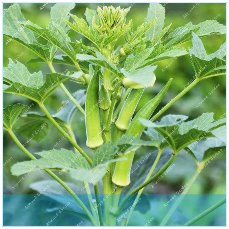 

ZLKING 20pcs Okra Vegetable from Ukraine