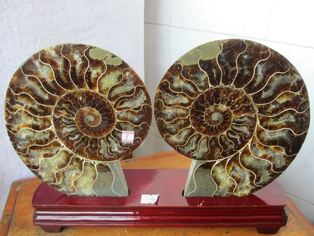 

AMMONITE AMMOLITE NAUTILUS MADAGASCAR FOSSIL SPECIMEN HEALING 1338g+stand 209g